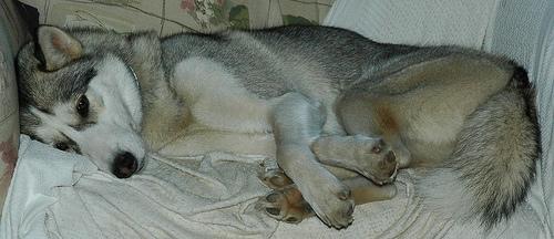 A dog image from https://images.dog.ceo/breeds/husky/n02110185_13282.jpg