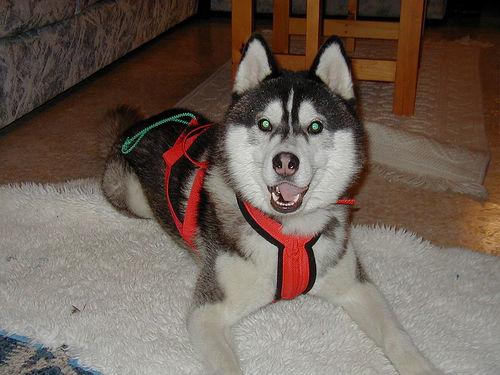 A dog image from https://images.dog.ceo/breeds/husky/n02110185_1338.jpg