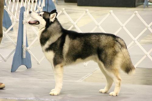 A dog image from https://images.dog.ceo/breeds/husky/n02110185_13434.jpg