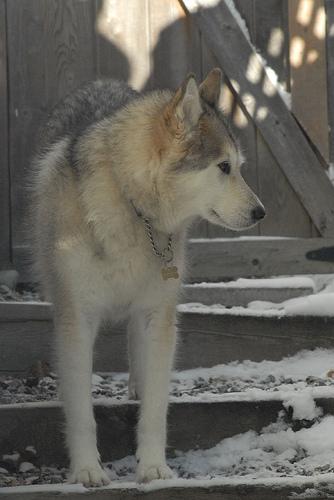 A dog image from https://images.dog.ceo/breeds/husky/n02110185_14283.jpg