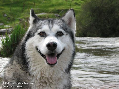 A dog image from https://images.dog.ceo/breeds/husky/n02110185_14289.jpg