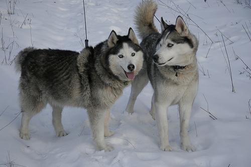 A dog image from https://images.dog.ceo/breeds/husky/n02110185_1446.jpg