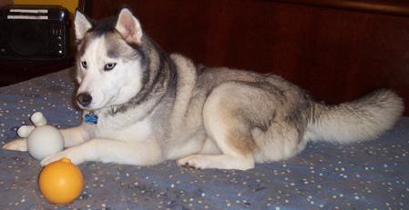 A dog image from https://images.dog.ceo/breeds/husky/n02110185_14594.jpg