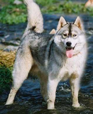 A dog image from https://images.dog.ceo/breeds/husky/n02110185_14650.jpg