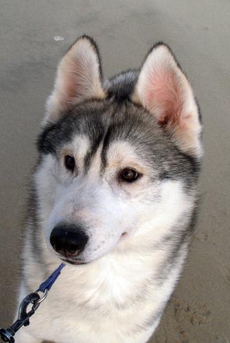 A dog image from https://images.dog.ceo/breeds/husky/n02110185_14766.jpg