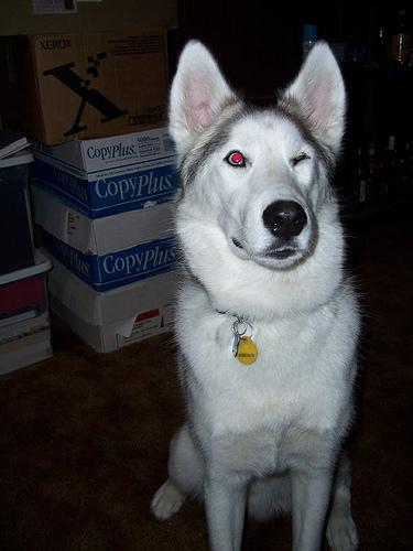 A dog image from https://images.dog.ceo/breeds/husky/n02110185_1598.jpg