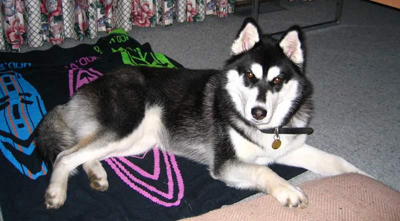 A dog image from https://images.dog.ceo/breeds/husky/n02110185_1794.jpg