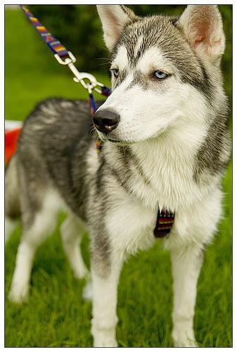 A dog image from https://images.dog.ceo/breeds/husky/n02110185_2604.jpg