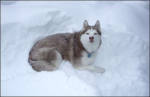 A dog image from https://images.dog.ceo/breeds/husky/n02110185_2614.jpg