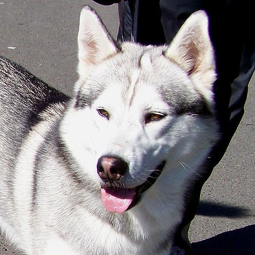 A dog image from https://images.dog.ceo/breeds/husky/n02110185_3328.jpg