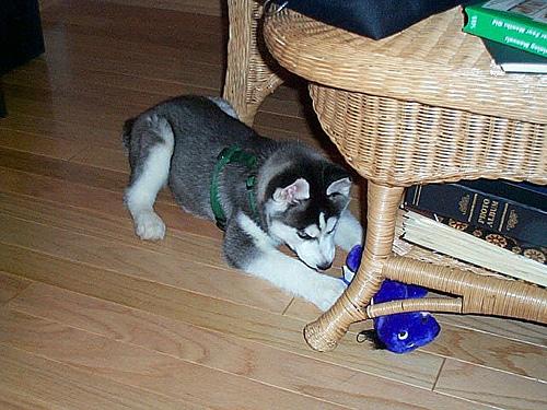 A dog image from https://images.dog.ceo/breeds/husky/n02110185_353.jpg