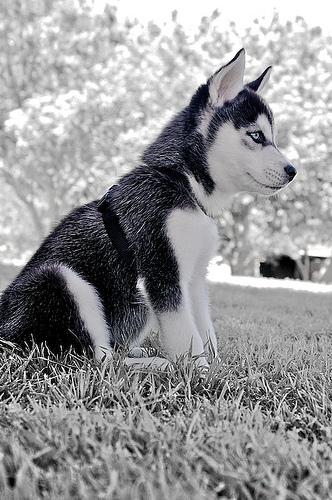 A dog image from https://images.dog.ceo/breeds/husky/n02110185_4522.jpg