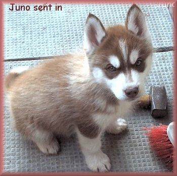 A dog image from https://images.dog.ceo/breeds/husky/n02110185_4906.jpg