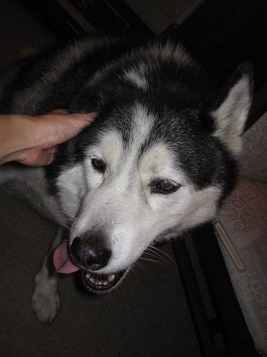 A dog image from https://images.dog.ceo/breeds/husky/n02110185_5159.jpg