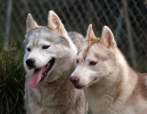 A dog image from https://images.dog.ceo/breeds/husky/n02110185_5172.jpg