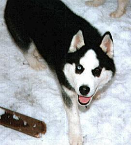 A dog image from https://images.dog.ceo/breeds/husky/n02110185_5392.jpg