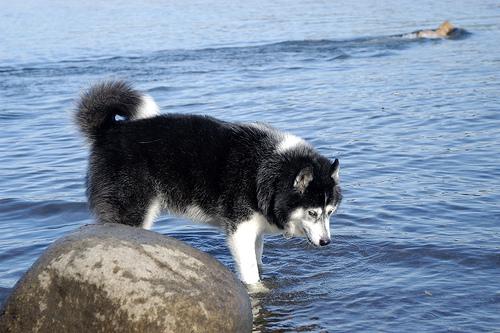 A dog image from https://images.dog.ceo/breeds/husky/n02110185_58.jpg