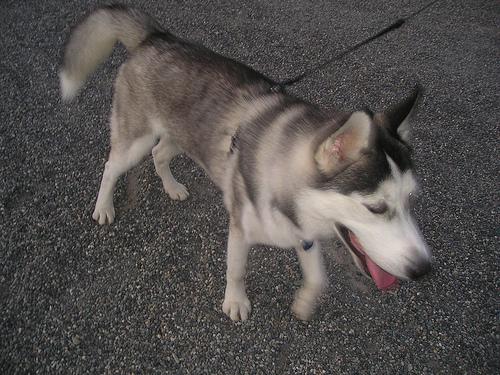 A dog image from https://images.dog.ceo/breeds/husky/n02110185_5871.jpg