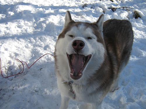 A dog image from https://images.dog.ceo/breeds/husky/n02110185_712.jpg