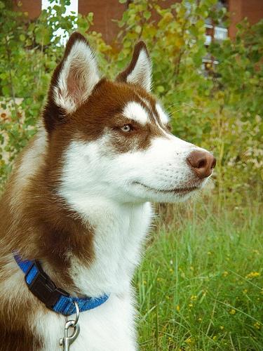 A dog image from https://images.dog.ceo/breeds/husky/n02110185_7246.jpg