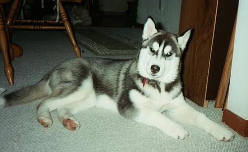 A dog image from https://images.dog.ceo/breeds/husky/n02110185_8154.jpg