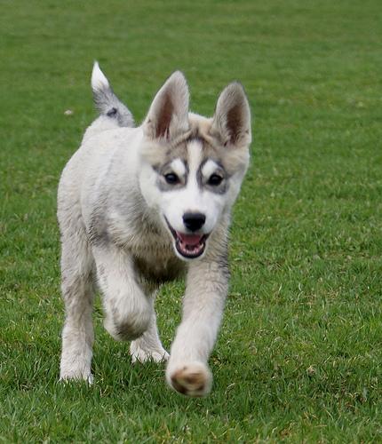 A dog image from https://images.dog.ceo/breeds/husky/n02110185_8564.jpg