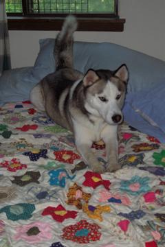 A dog image from https://images.dog.ceo/breeds/husky/n02110185_8749.jpg