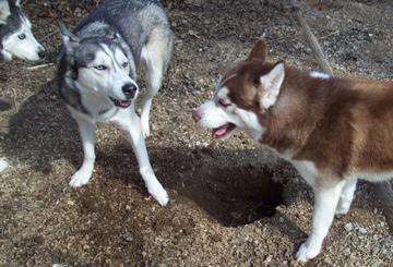 A dog image from https://images.dog.ceo/breeds/husky/n02110185_931.jpg