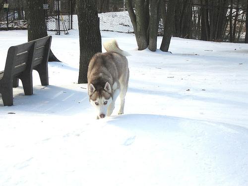 A dog image from https://images.dog.ceo/breeds/husky/n02110185_9846.jpg