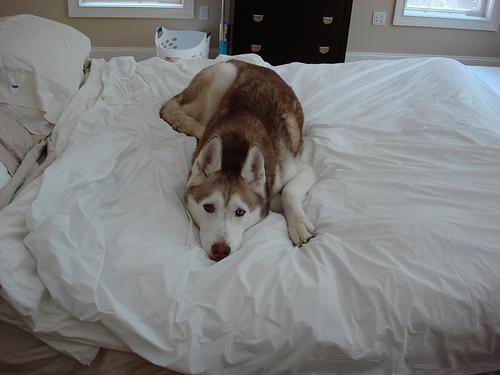 A dog image from https://images.dog.ceo/breeds/husky/n02110185_9975.jpg