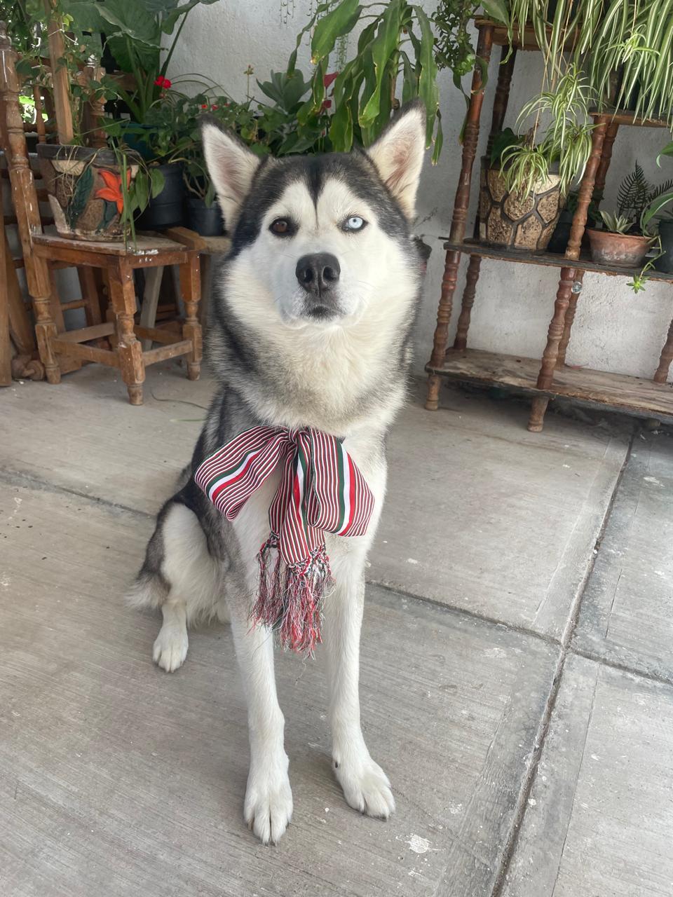 Random husky dog