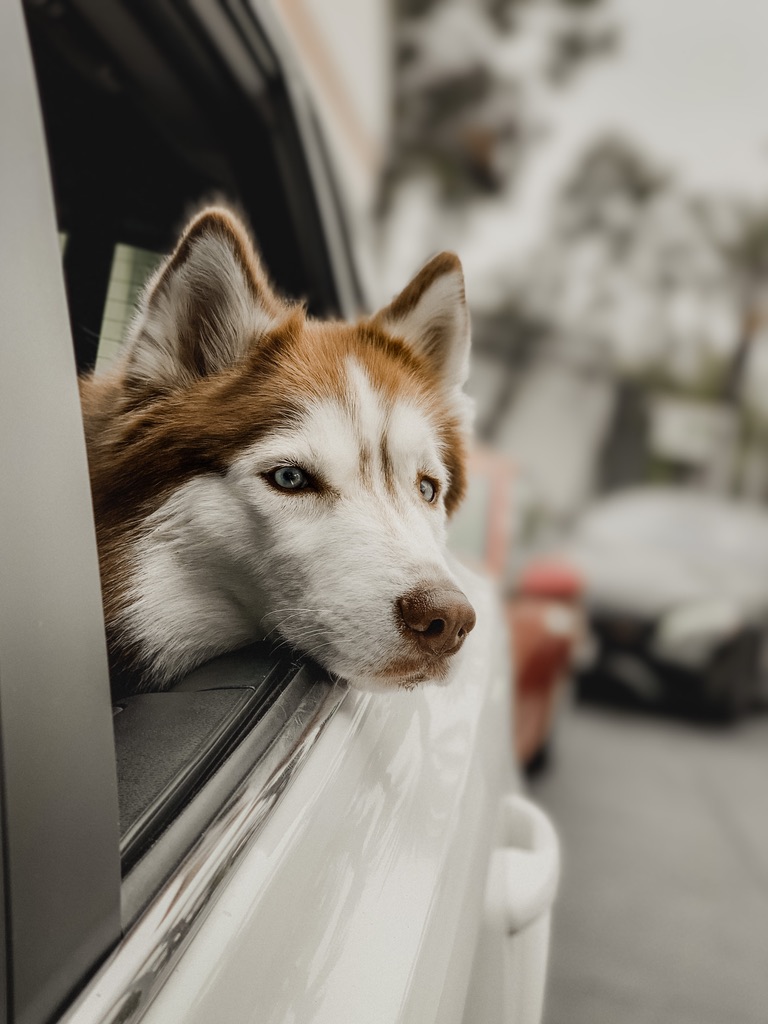 A dog image from https://images.dog.ceo/breeds/husky/unibooboo2.jpg