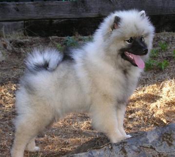 A dog image from https://images.dog.ceo/breeds/keeshond/n02112350_10254.jpg