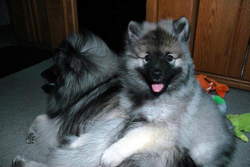 A dog image from https://images.dog.ceo/breeds/keeshond/n02112350_10283.jpg