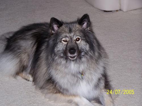 A dog image from https://images.dog.ceo/breeds/keeshond/n02112350_1050.jpg