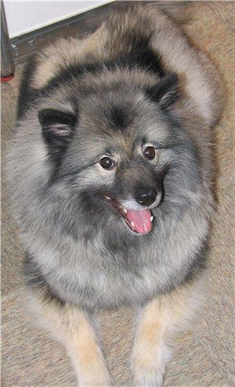 keeshond