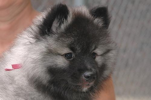 A dog image from https://images.dog.ceo/breeds/keeshond/n02112350_3888.jpg