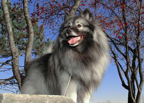 A dog image from https://images.dog.ceo/breeds/keeshond/n02112350_4005.jpg