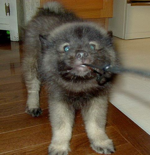 A dog image from https://images.dog.ceo/breeds/keeshond/n02112350_464.jpg