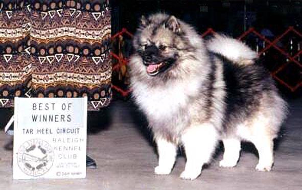 A dog image from https://images.dog.ceo/breeds/keeshond/n02112350_6007.jpg