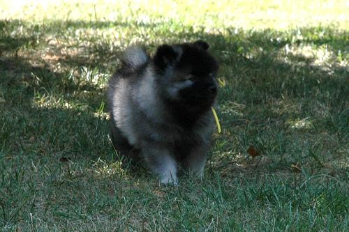 A dog image from https://images.dog.ceo/breeds/keeshond/n02112350_6693.jpg