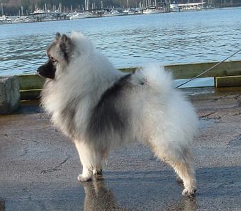 A dog image from https://images.dog.ceo/breeds/keeshond/n02112350_6701.jpg