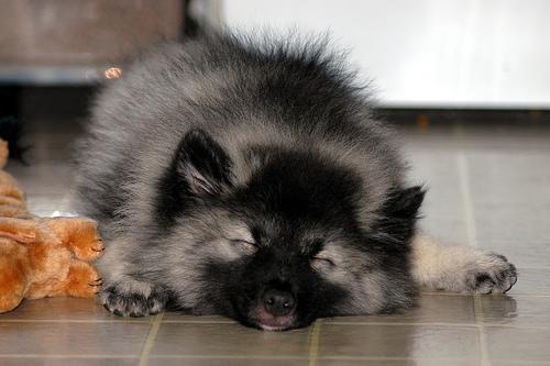 A dog image from https://images.dog.ceo/breeds/keeshond/n02112350_6855.jpg