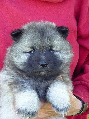 A dog image from https://images.dog.ceo/breeds/keeshond/n02112350_6952.jpg