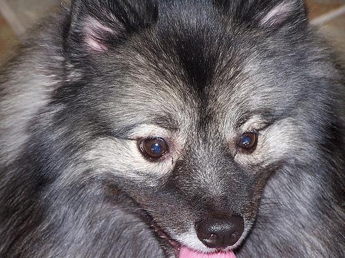 A dog image from https://images.dog.ceo/breeds/keeshond/n02112350_6964.jpg