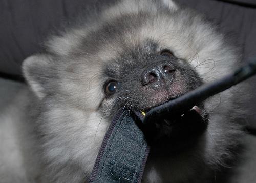 A dog image from https://images.dog.ceo/breeds/keeshond/n02112350_7037.jpg