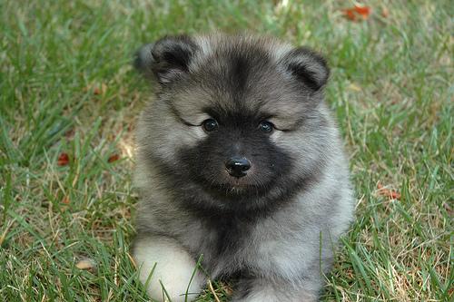 A dog image from https://images.dog.ceo/breeds/keeshond/n02112350_7038.jpg