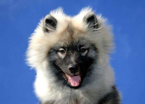 A dog image from https://images.dog.ceo/breeds/keeshond/n02112350_7185.jpg