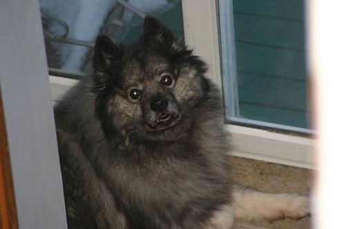 A dog image from https://images.dog.ceo/breeds/keeshond/n02112350_7246.jpg