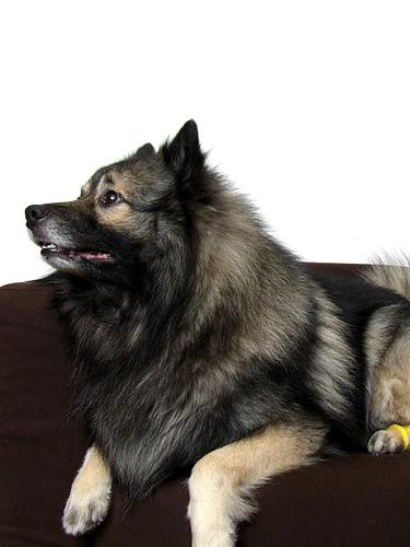 A dog image from https://images.dog.ceo/breeds/keeshond/n02112350_7335.jpg